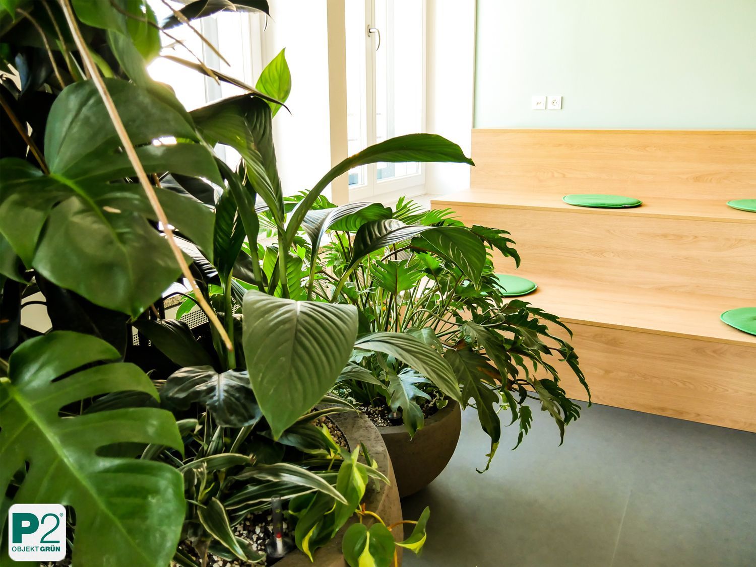 Grüne Zimmerpflanzen vor einer hellen Holzbank mit grünen Sitzkissen in einem modernen Innenraum