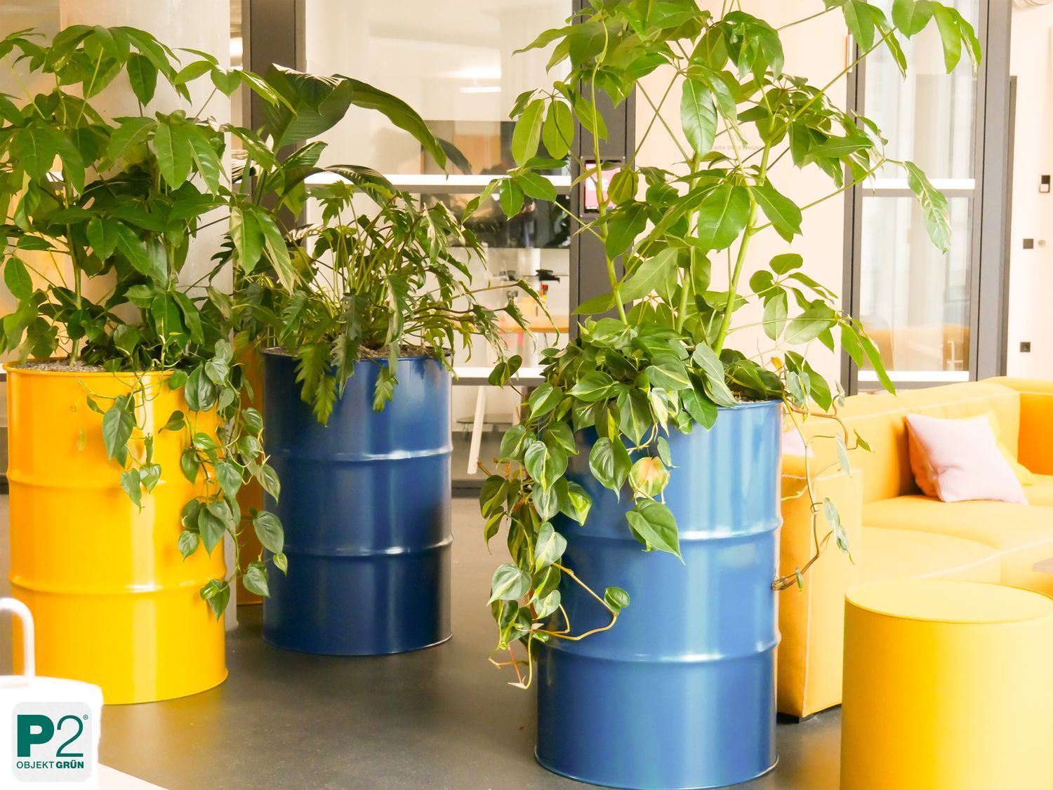 Große grüne Pflanzen in gelben und blauen Metallfässern als Raumteiler in modernem Büro mit gelbem Sofa