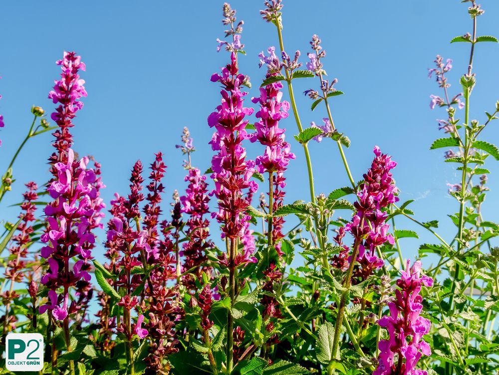 Buntes Blumenbeet mit lila Blüten und grünen Pflanzen.