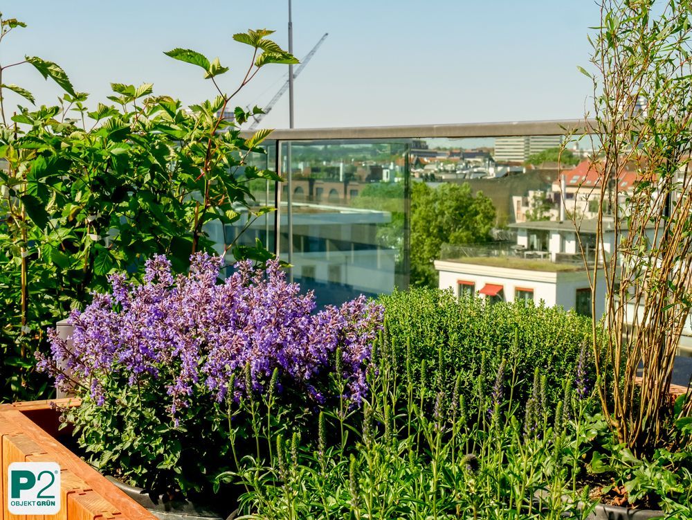 Buntes Blumenbeet mit lila Blüten und grünen Pflanzen.