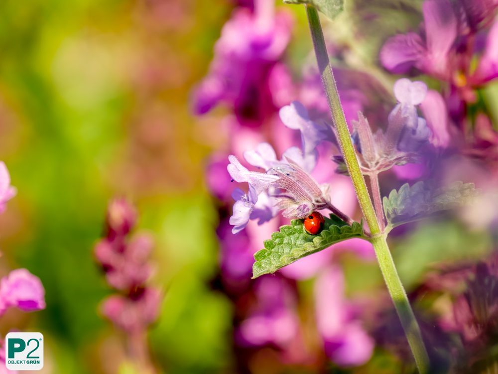 Ein Marienkäfer sitzt auf einem Blatt in einer bunten Blumenwiese.