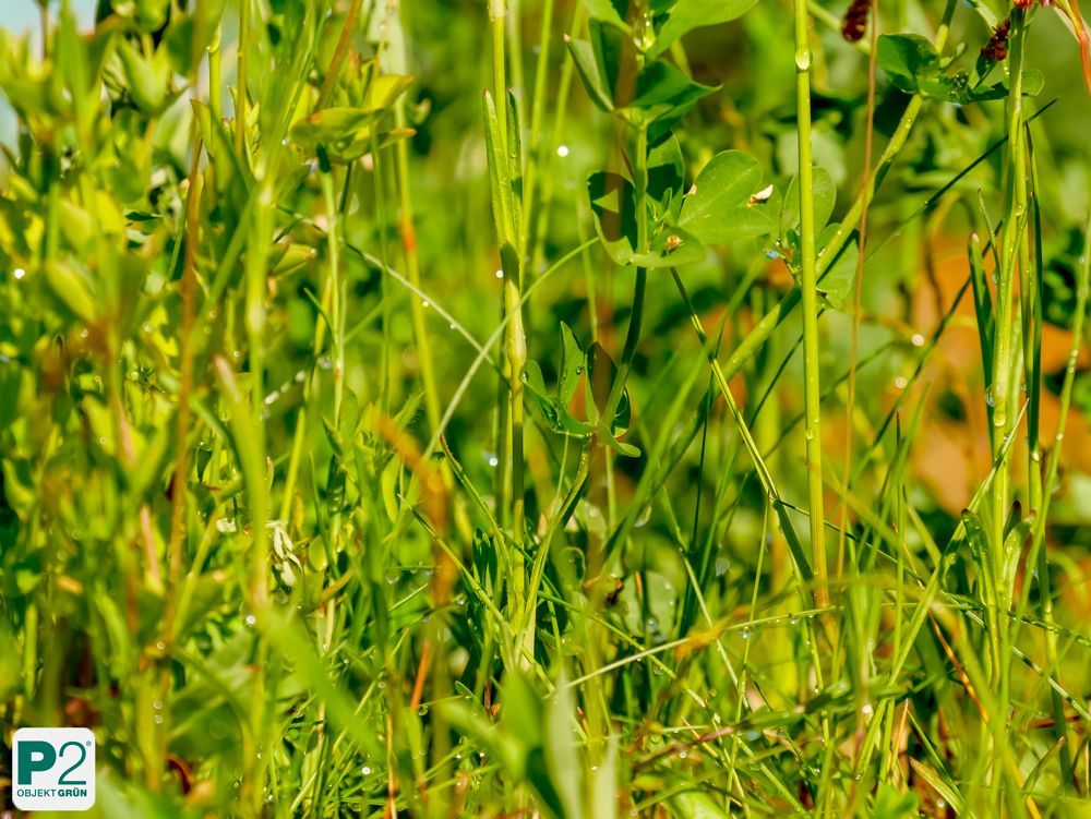Nahaufnahme von frischem Gras mit Wassertropfen