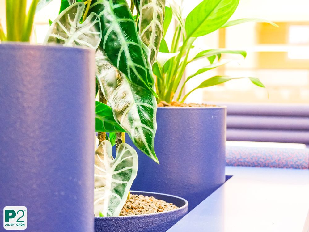 Moderne Büro-Pflanzen in stilvollen Töpfen