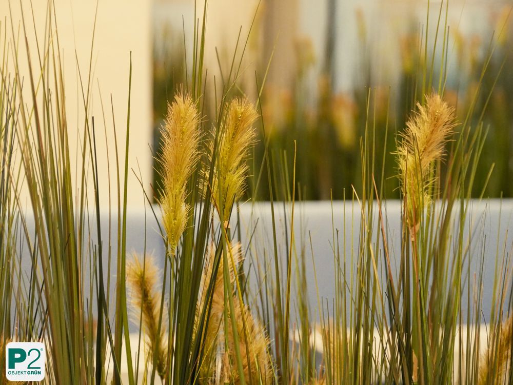 Dekorative Pflanzen in einem modernen Büro mit Fenstern.