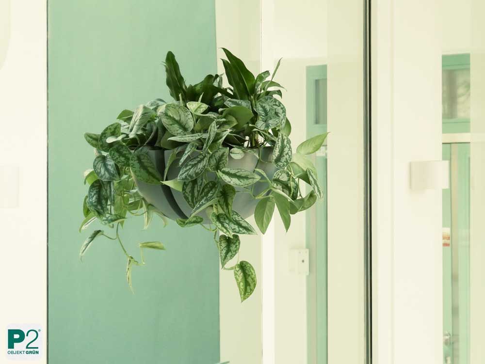 Eine hängende Pflanze in einem modernen Büro.