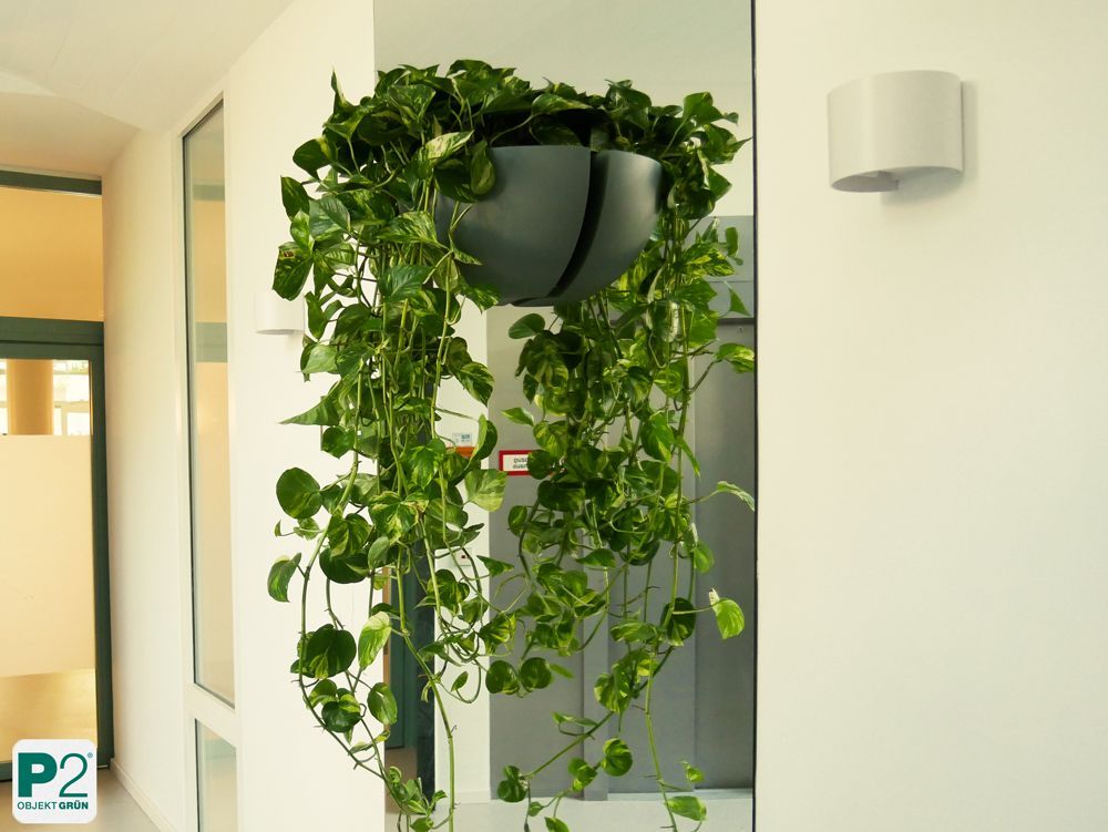 Eine hängende Pflanze in einem modernen Büro.