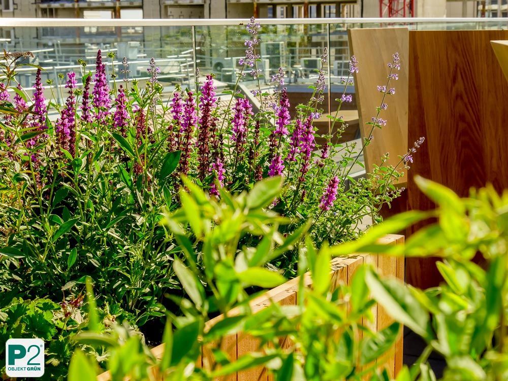 Buntes Blumenbeet mit lila Blüten und grünen Pflanzen.