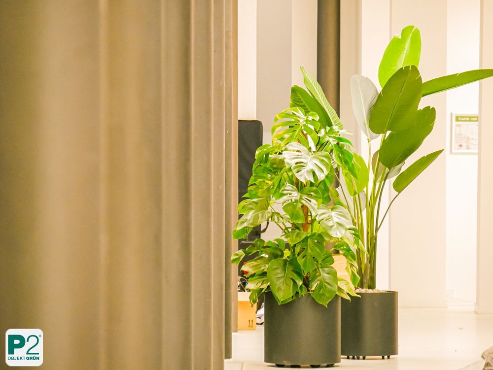 Moderne Büro-Pflanzen in stilvollen Töpfen