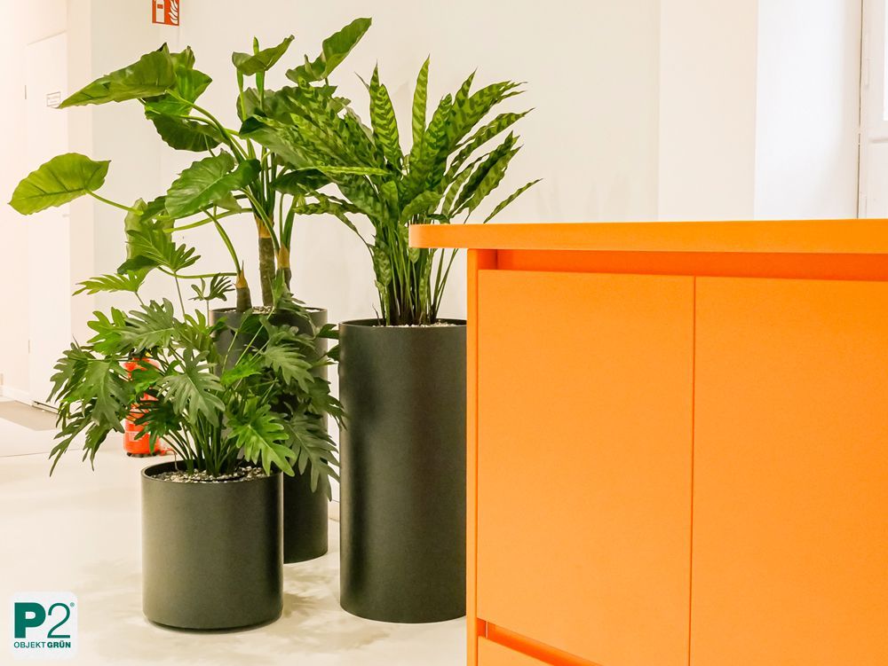 Moderne Büro-Pflanzen in stilvollen Töpfen