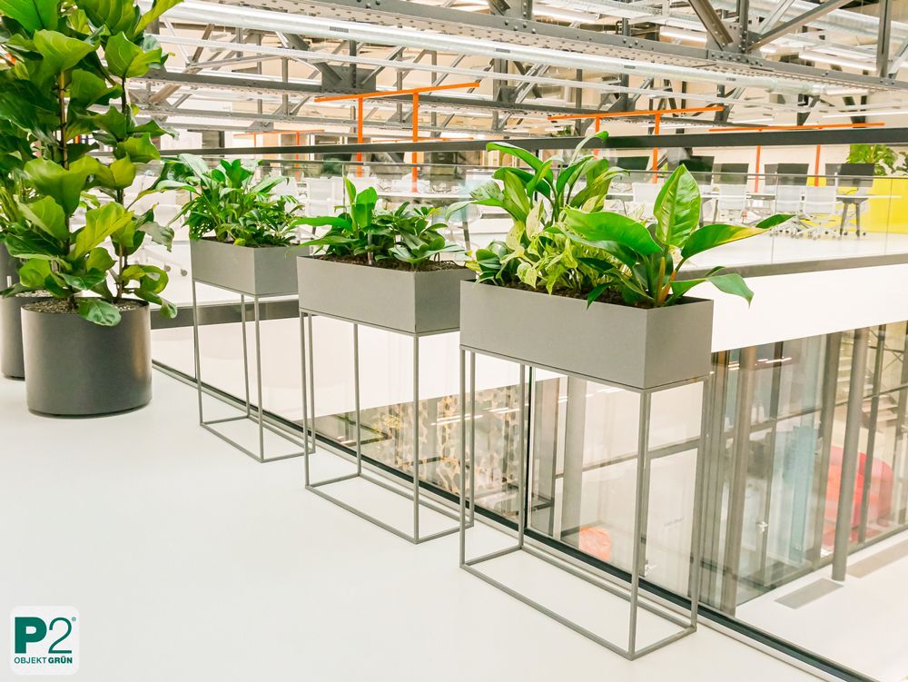 Modernes Büro mit Pflanzen und stilvollem Design