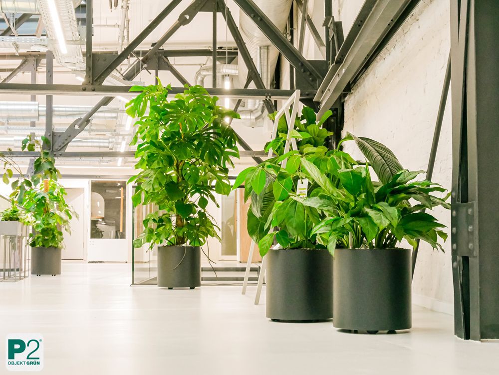 Moderne Büro-Pflanzen in stilvollen Töpfen