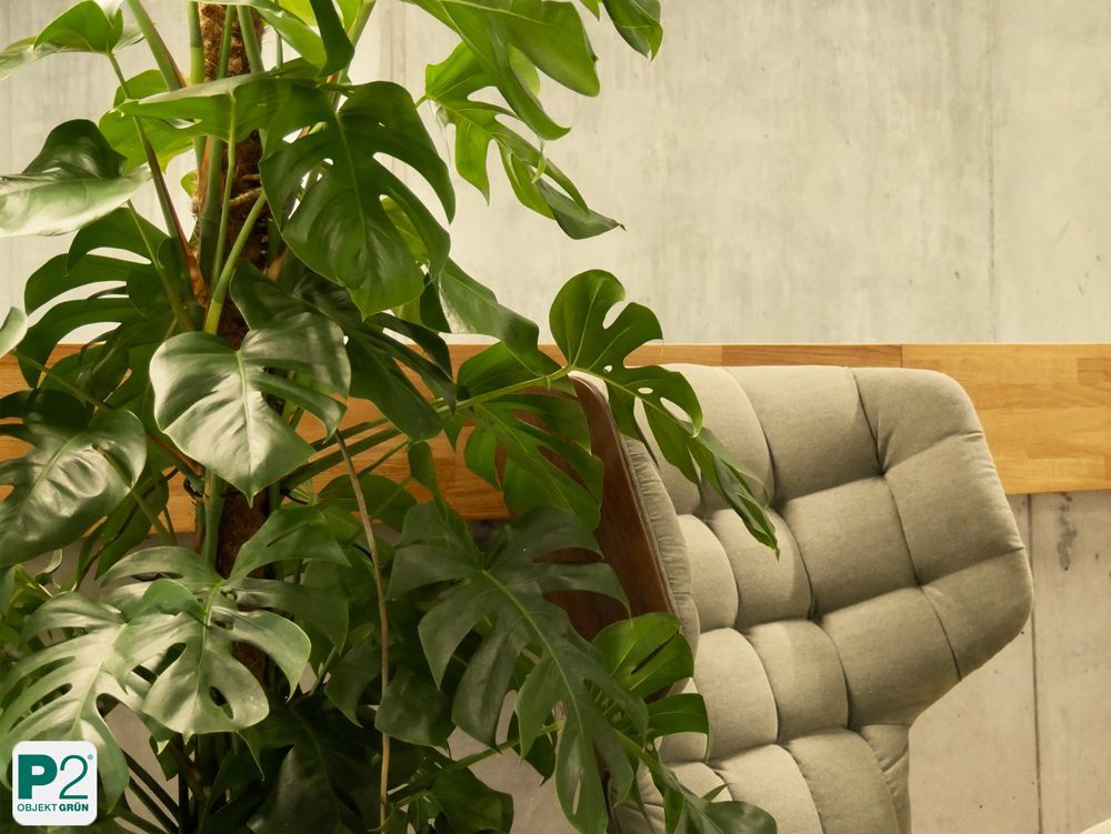 Innenraum mit modernem Stuhl und üppiger Pflanze.