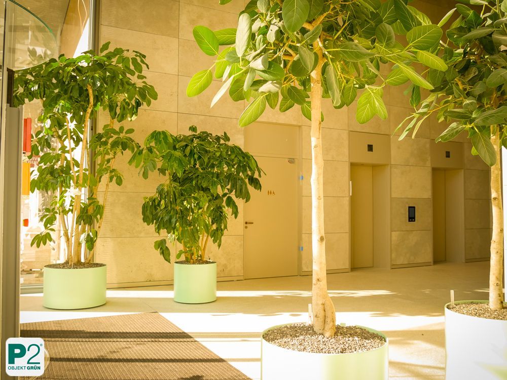 Moderne Pflanzen in grünen Töpfen für eine stilvolle Inneneinrichtung.