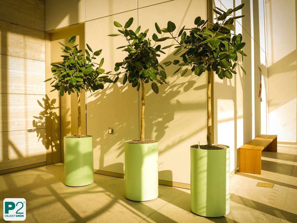 Moderne Pflanzen in grünen Töpfen für eine stilvolle Inneneinrichtung.