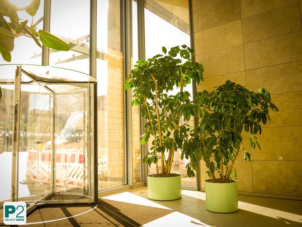 Moderne Pflanzen in grünen Töpfen für eine stilvolle Inneneinrichtung.