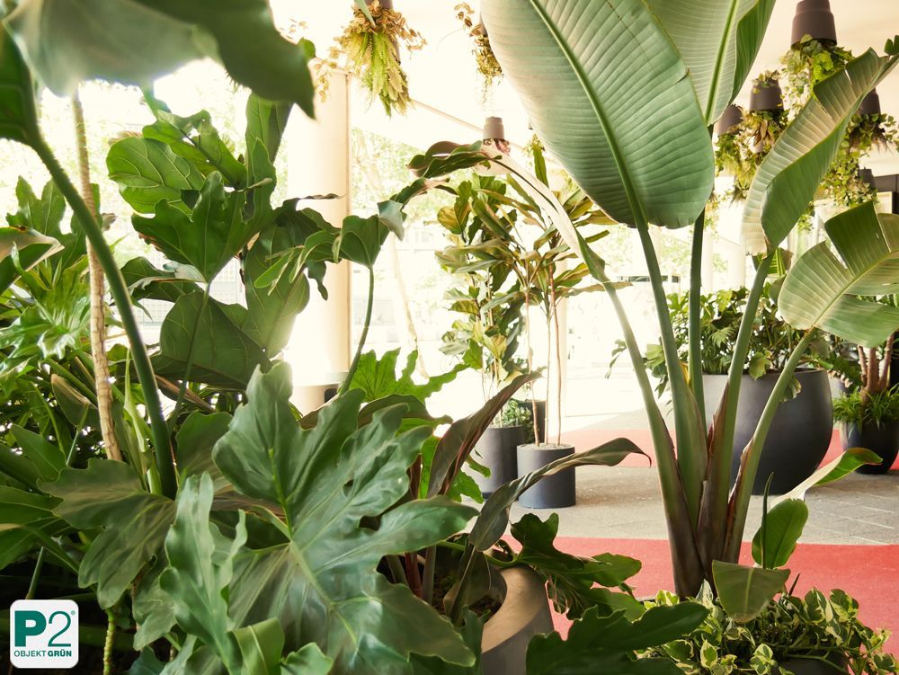 Eingangsbereich mit großen Pflanzen vor dem Nordface-Geschäft.