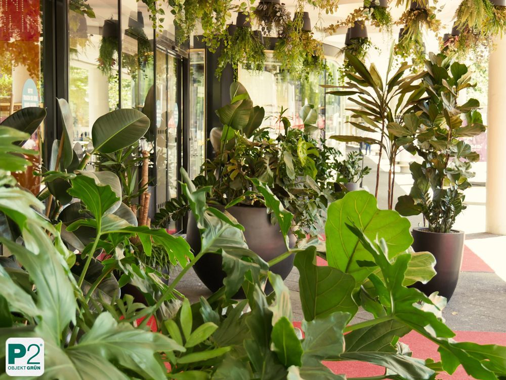 Eingangsbereich mit großen Pflanzen vor dem Nordface-Geschäft.