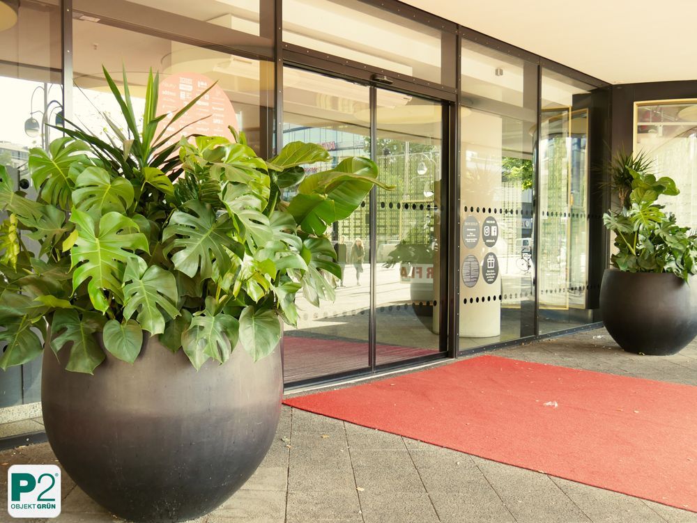 Eingangsbereich mit großen Pflanzen vor dem Nordface-Geschäft.