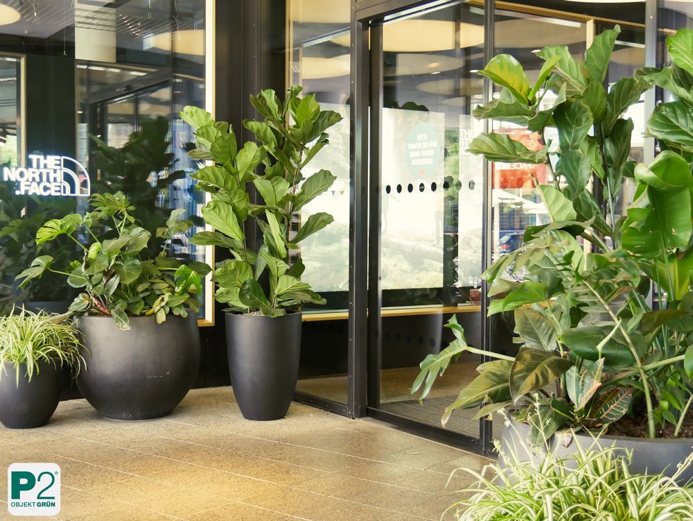 Eingangsbereich mit großen Pflanzen vor dem Nordface-Geschäft.