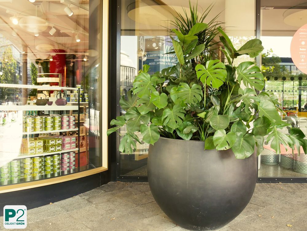 Eingangsbereich mit großen Pflanzen vor dem Nordface-Geschäft.