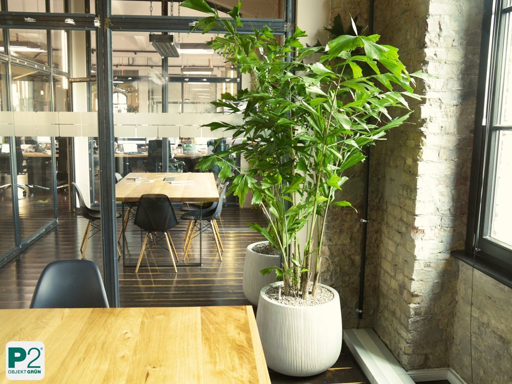 Moderne Blumentöpfe in einem Büro mit Pflanzen.