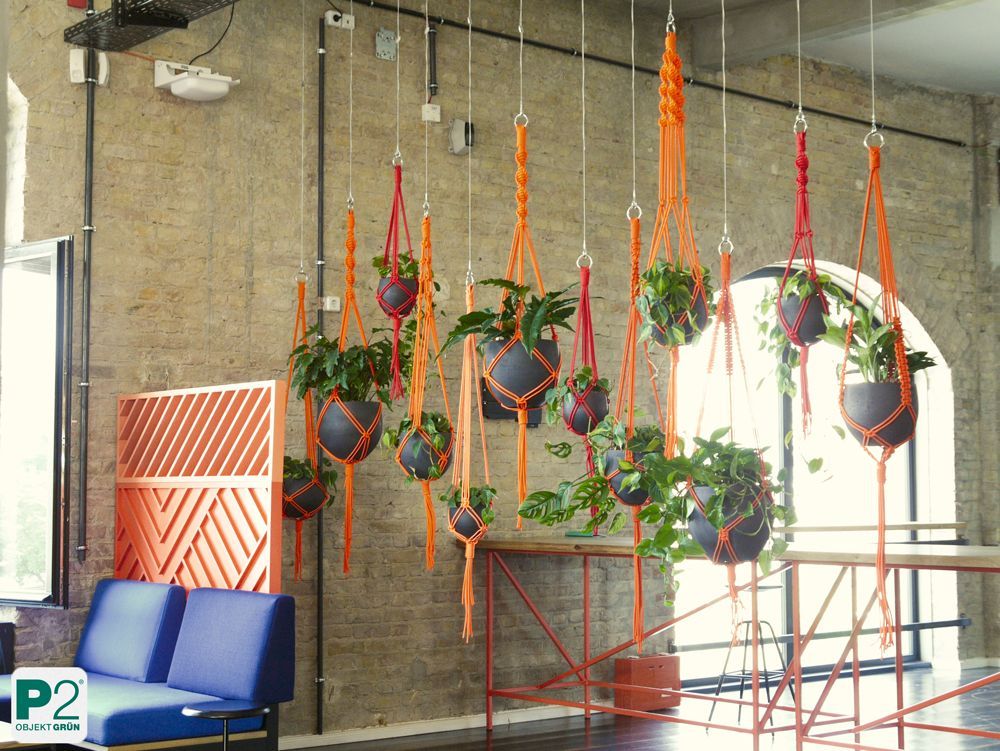 Hängende Pflanzen in Töpfen mit orangefarbenen Aufhängungen.