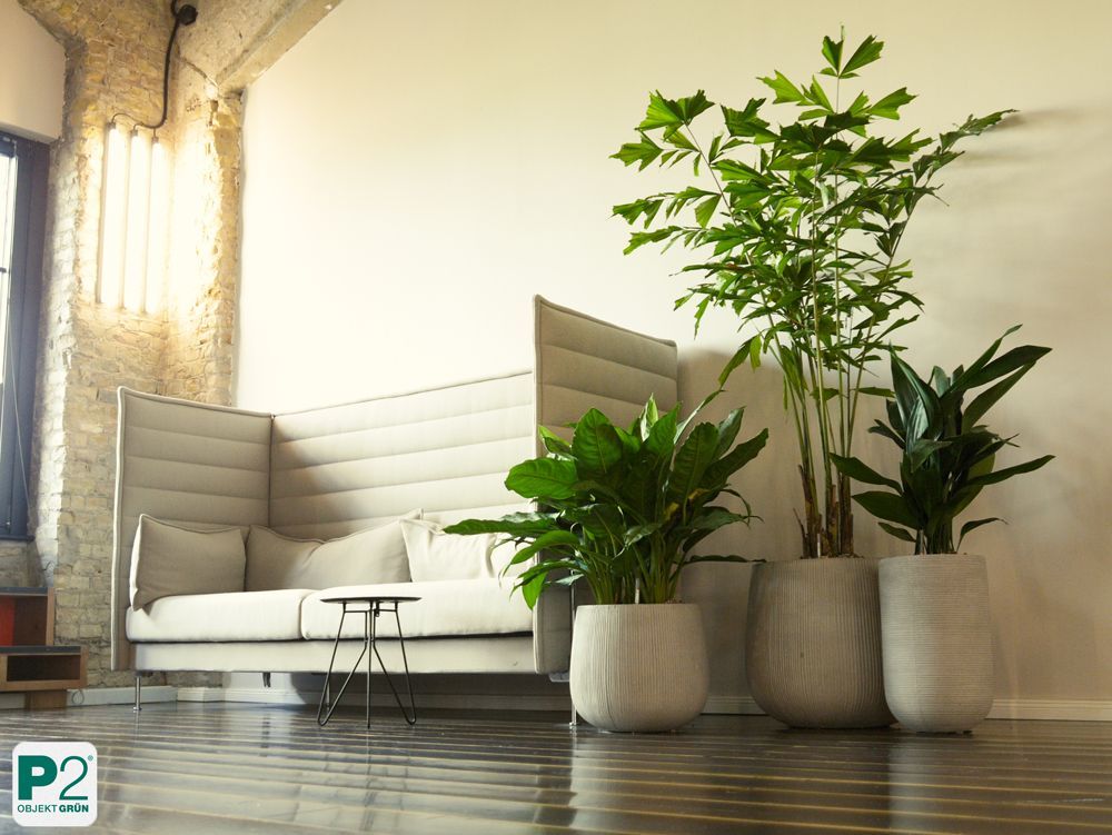 Moderne Blumentöpfe in einem Büro mit Pflanzen.