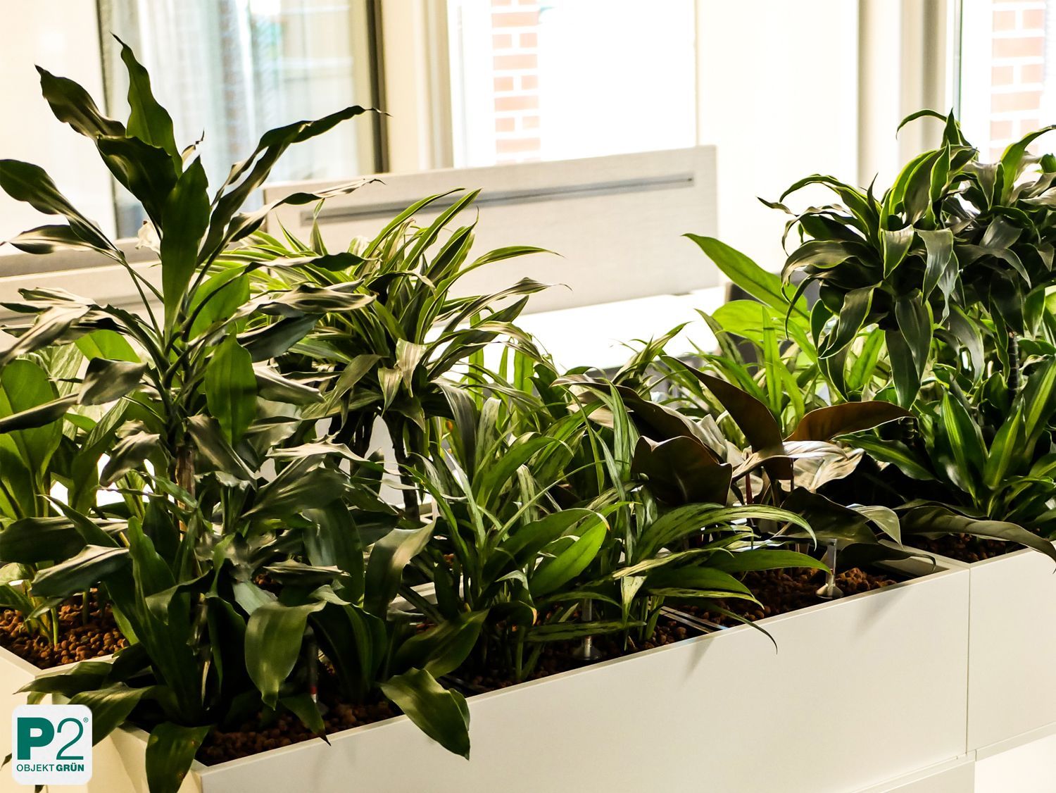 Grüne Pflanzen im modernen Büro mit hellen Fenstern.