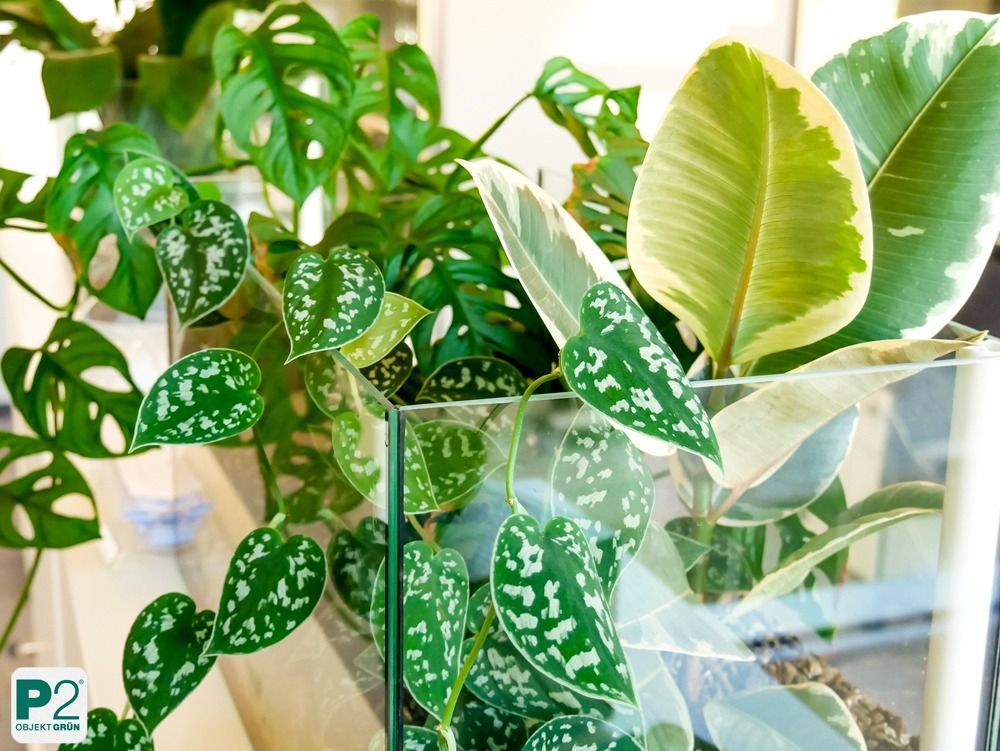 Nahaufnahme von grünen Pflanzen mit Monstera-Blättern.