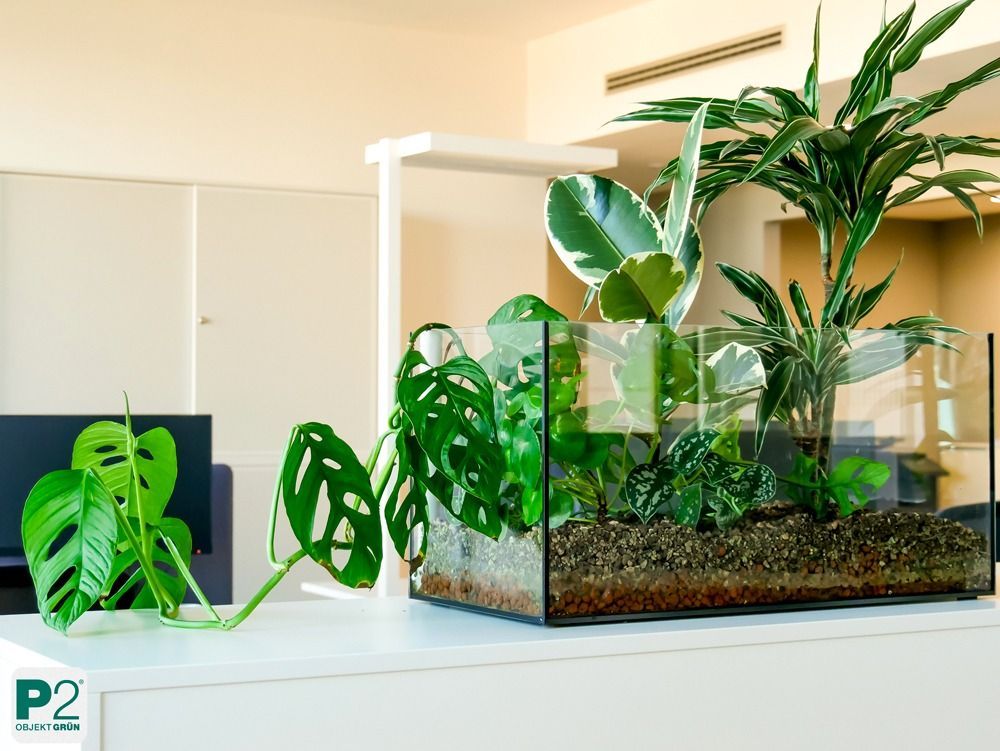 Eine Ansammlung von grünen Pflanzen in einem modernen Büro.