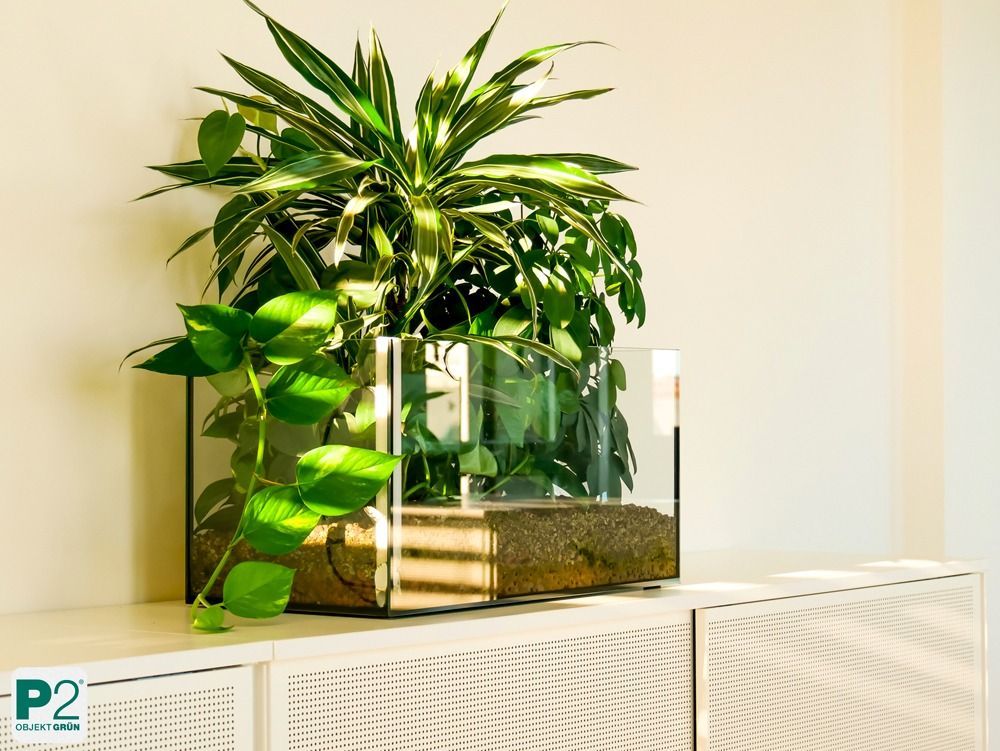 Eine Ansammlung von grünen Pflanzen in einem modernen Büro.