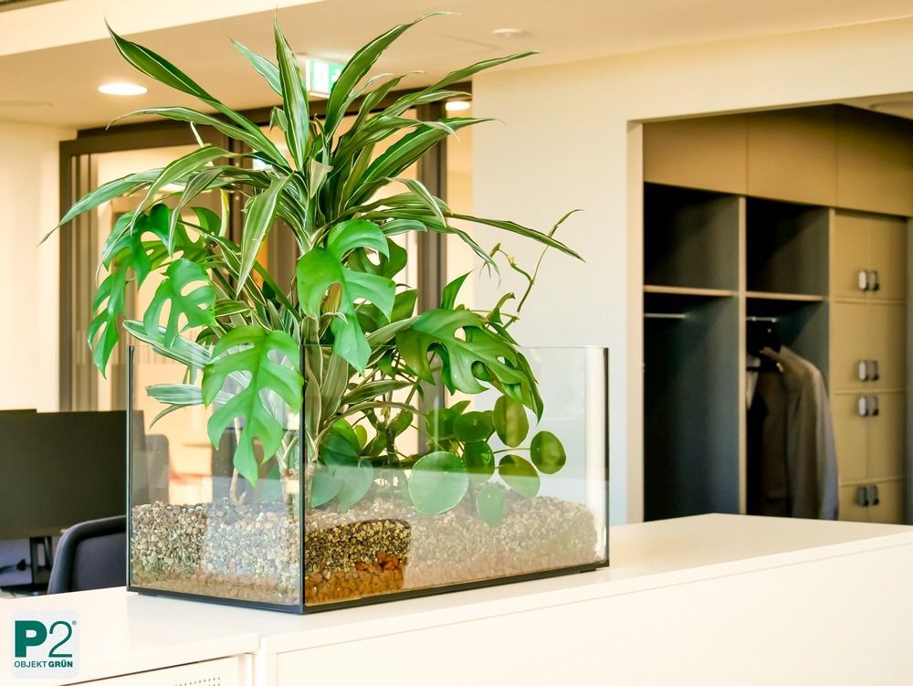 Eine Ansammlung von grünen Pflanzen in einem modernen Büro.