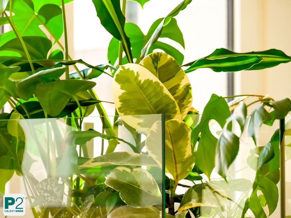 Eine Ansammlung von grünen Pflanzen in einem modernen Büro.