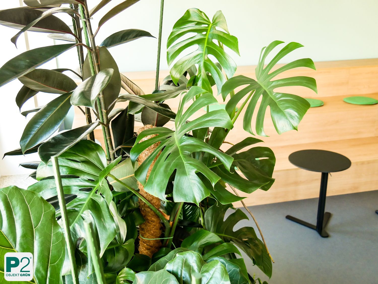 Grüne Zimmerpflanzen mit großen Blättern vor einer Holzbank und einem schwarzen Tisch in einem modernen Raum