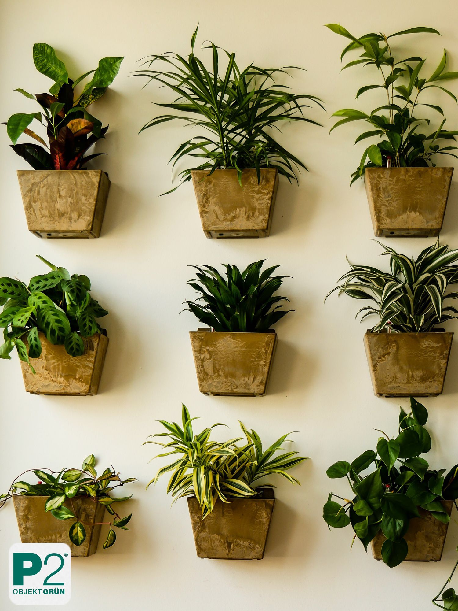 Stilvolle Wand mit dekorativen Pflanzen in modernen Töpfen.