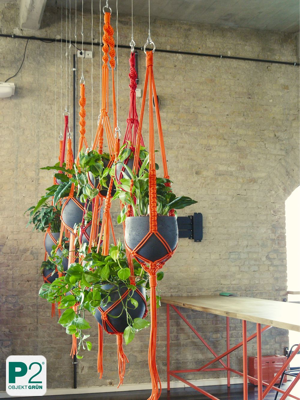 Hängende Pflanzen in Töpfen mit orangefarbenen Aufhängungen.