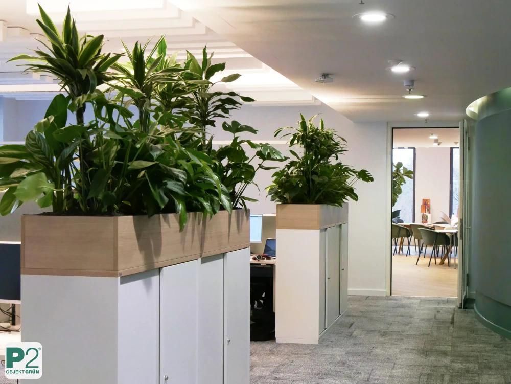 Pflanzenarrangement in einem modernen Büro