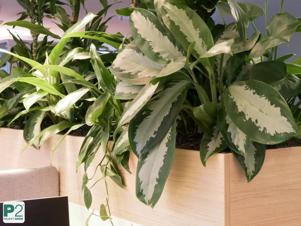 Grüne Pflanzen in modernen weißen Blumentöpfen für die Inneneinrichtung.