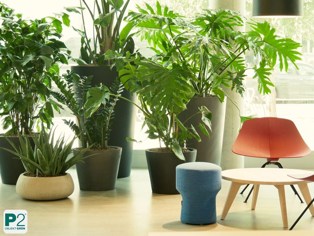 Frische grüne Pflanzen für eine moderne Raumgestaltung.