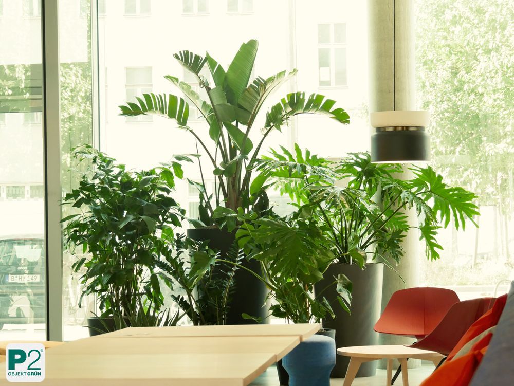 Frische grüne Pflanzen für eine moderne Raumgestaltung.