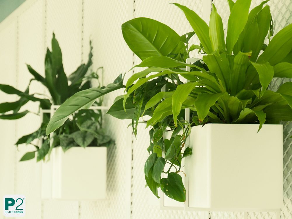 Grüne Pflanzen in modernen Töpfen an der Wand.