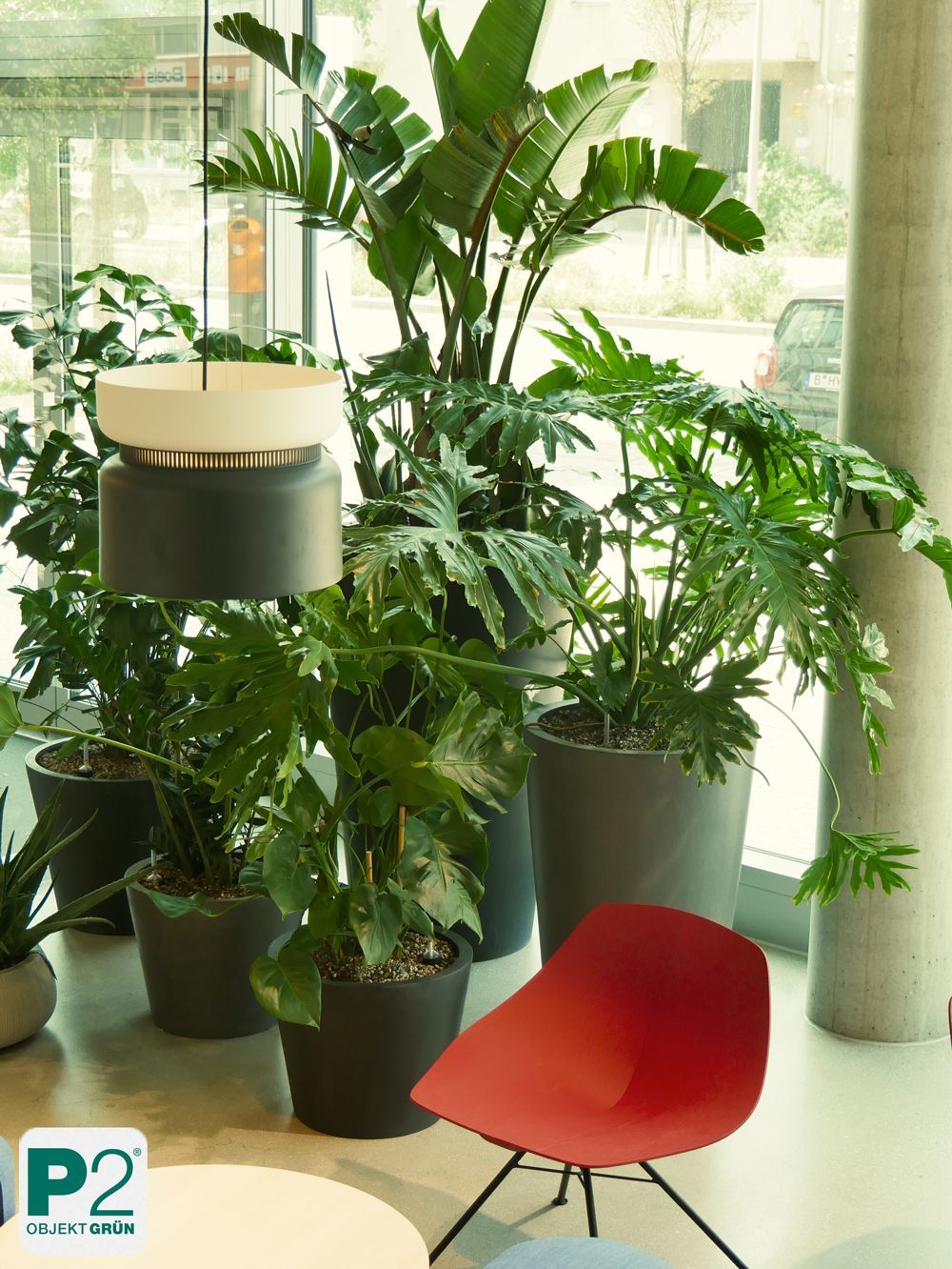 Frische grüne Pflanzen für eine moderne Raumgestaltung.