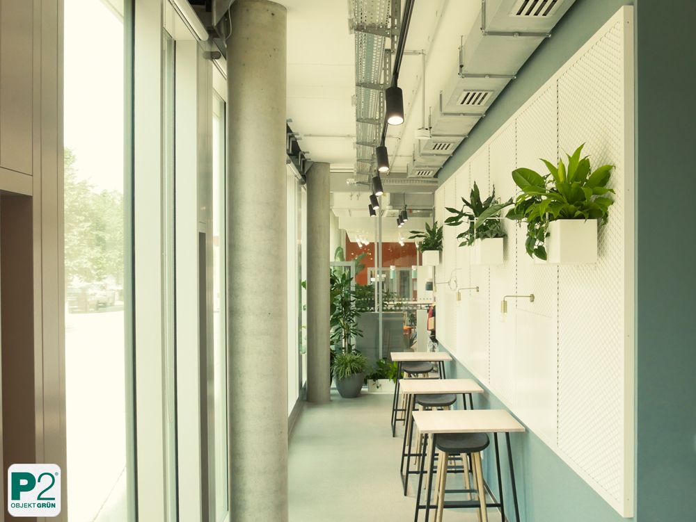 Frische grüne Pflanzen für eine moderne Raumgestaltung.