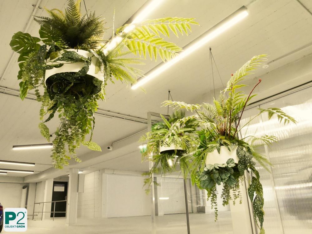Hängende Pflanzenarrangements unter einer weißen Decke in einem Innenraum.