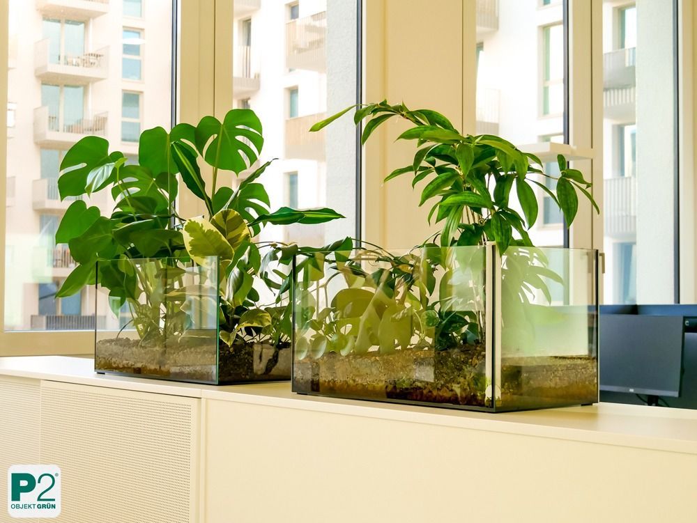 Eine Ansammlung von grünen Pflanzen in einem modernen Büro.