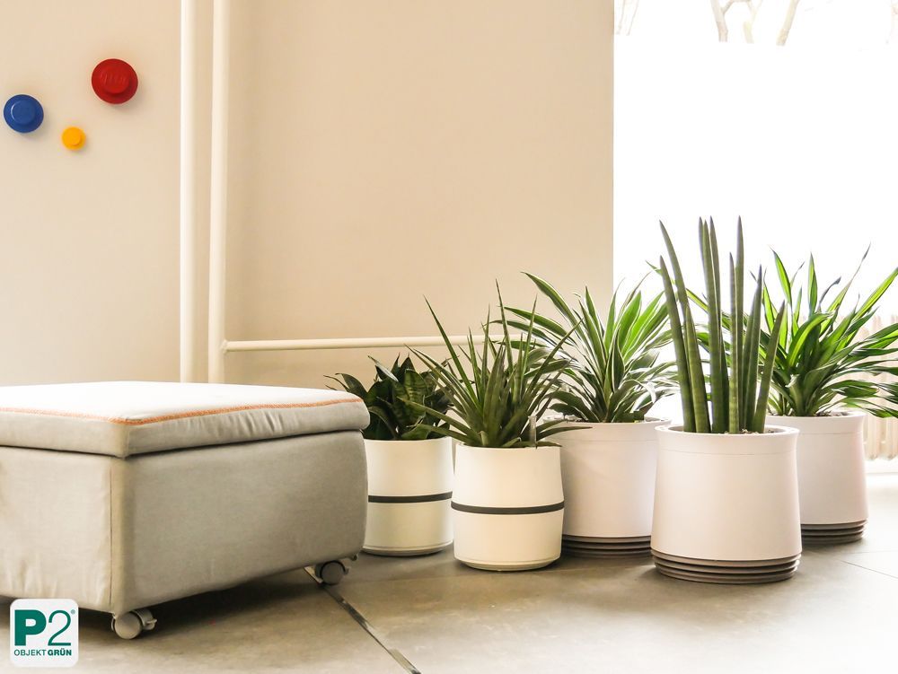 Mehrere grüne Zimmerpflanzen in weißen Töpfen neben einem grauen Sitzhocker auf Rollen in einem hellen Raum