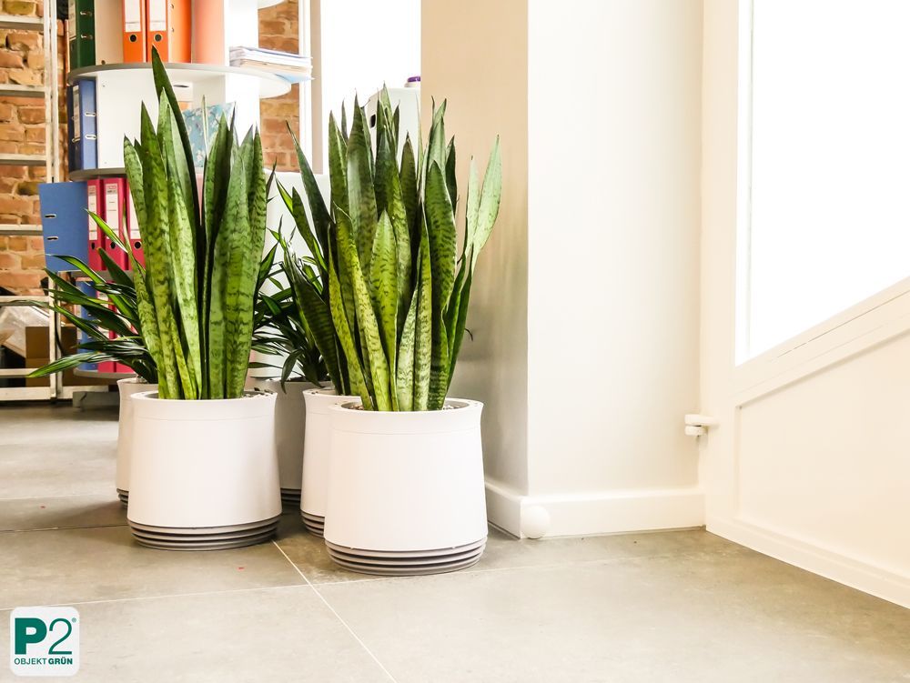Zwei weiße Pflanzgefäße mit grünen Bogenhanfpflanzen in einem hellen Büro mit Regalen und Ordnern