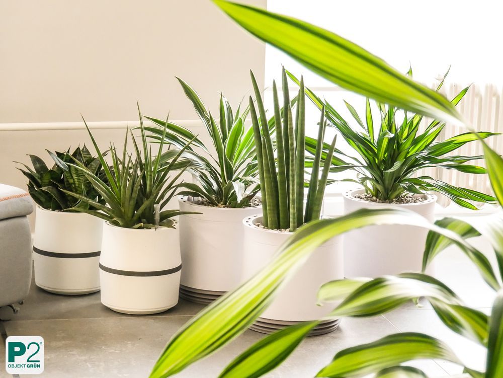 Fünf verschiedene grüne Zimmerpflanzen in weißen Töpfen auf dem Boden, modernes Interieur mit natürlichem Licht