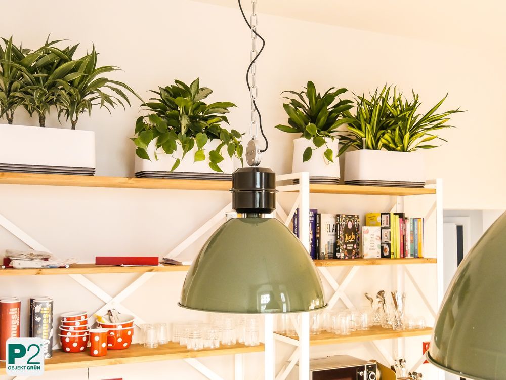 Grüne Hängelampe vor Regal mit grünen Zimmerpflanzen in weißen Töpfen und bunten Küchenutensilien
