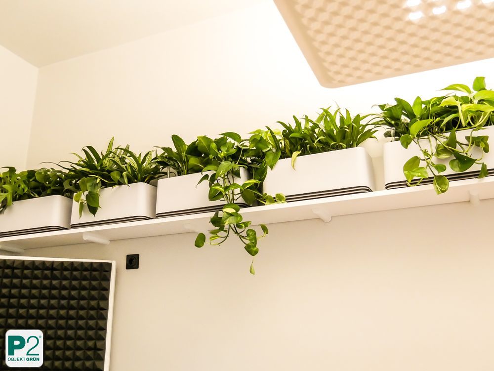 Reihe von grünen Zimmerpflanzen in weißen rechteckigen Töpfen auf einem hohen Regal in einem Raum mit weißer Wand